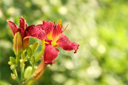 Close-up of a beautiful red Day lilies or Hemerocallis on green blurred background in summer day Photographie de stock - Aubaine LD & Abonnement, Code: 400-04224910