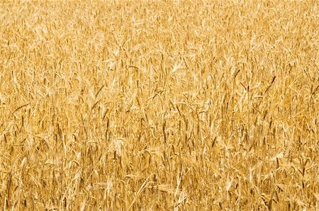 simsearch:400-06077674,k - Wheat field on the bright summer day Stock Photo - Budget Royalty-Free & Subscription, Code: 400-04225146