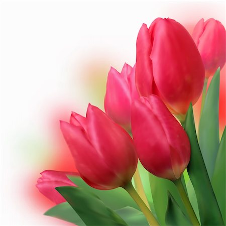 simsearch:400-04340566,k - Bouquet of beautiful red tulips. EPS 8 vector file included Photographie de stock - Aubaine LD & Abonnement, Code: 400-04225204