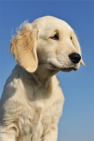 portrait of a purebred puppy golden retriever Stock Photo - Budget Royalty-Free & Subscription, Code: 400-04225503