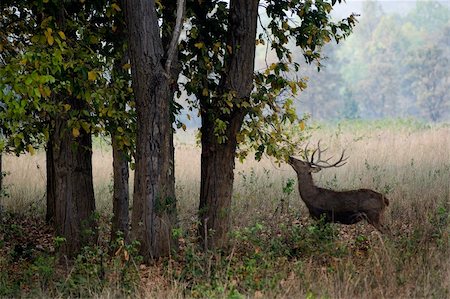 barasingha, also called Swamp Deer,  (species Cervus duvauceli), graceful deer, belonging to the family Cervidae (order Artiodactyla). Stock Photo - Budget Royalty-Free & Subscription, Code: 400-04225562