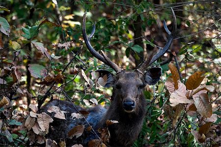 deer antlers close up - The Indian Sambar is mostly found in damp woodland environments, favouring locations near to marshes and woodland swamps. Stock Photo - Budget Royalty-Free & Subscription, Code: 400-04225563