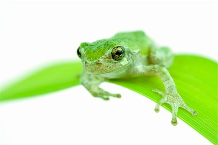 Macro image of a small frog sitting on a blade of grass. Isolated on white. Stock Photo - Budget Royalty-Free & Subscription, Code: 400-04225728