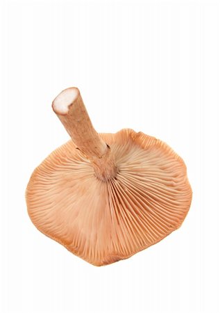 simsearch:400-07430898,k - Autumn mushroom isolated on the white Photographie de stock - Aubaine LD & Abonnement, Code: 400-04225722
