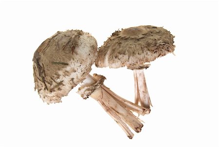 simsearch:400-07430898,k - Autumn mushroom isolated on the white Photographie de stock - Aubaine LD & Abonnement, Code: 400-04225723