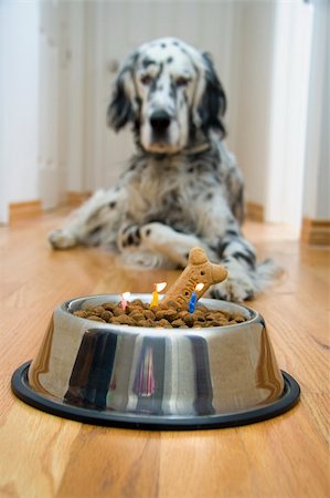 setter inglês - Dog in front of his "Birthday cake" with candles almost burnt out Foto de stock - Royalty-Free Super Valor e Assinatura, Número: 400-04225772