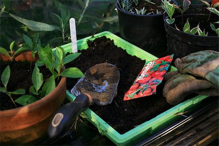 Organic gardeners sowing seeds in greenhouse on the allotment Photographie de stock - Aubaine LD & Abonnement, Code: 400-04225787