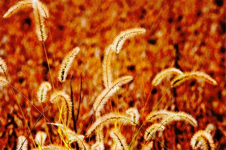 simsearch:400-04761029,k - Golden grass stems in the fall with soy field in the background Fotografie stock - Microstock e Abbonamento, Codice: 400-04225780