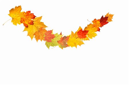 simsearch:400-06852043,k - multicolored garland of autumn leaves of maple isolated on white background Fotografie stock - Microstock e Abbonamento, Codice: 400-04225869