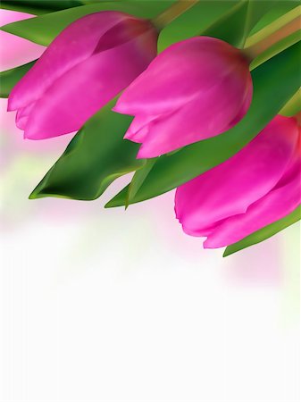 simsearch:633-02417497,k - The close-up of pink tulip with blurred backgrounds. EPS 8 vector file included Foto de stock - Super Valor sin royalties y Suscripción, Código: 400-04225973