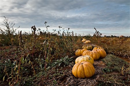 spooky field - Pumpkins in a field under a dramatic sky Photographie de stock - Aubaine LD & Abonnement, Code: 400-04226013