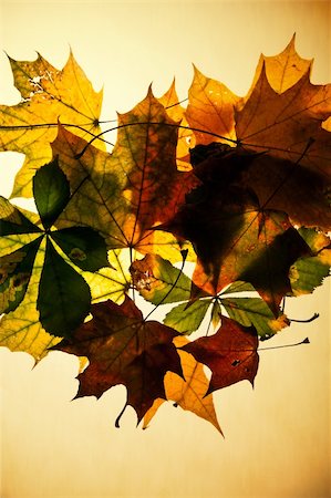simsearch:400-04360457,k - autumn leaves composition Photographie de stock - Aubaine LD & Abonnement, Code: 400-04226046