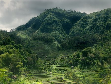 Rice terraces on a mountain slope Stock Photo - Budget Royalty-Free & Subscription, Code: 400-04226066