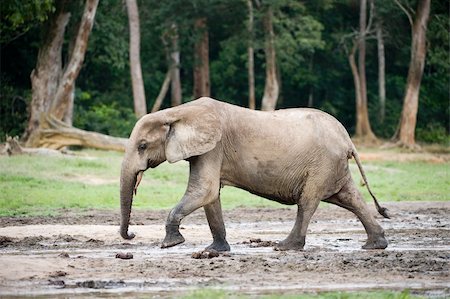simsearch:400-06062920,k - The African Forest Elephant (Loxodonta cyclotis) is a forest dwelling elephant of the Congo Basin. Foto de stock - Super Valor sin royalties y Suscripción, Código: 400-04226061