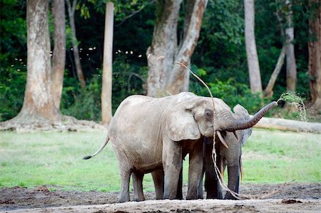 simsearch:400-04315148,k - The elephant splashes water. The African Forest Elephant (Loxodonta cyclotis) is a forest dwelling elephant of the Congo Basin. Stock Photo - Budget Royalty-Free & Subscription, Code: 400-04226097