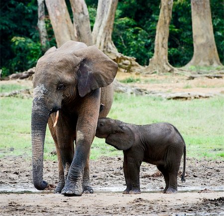 simsearch:400-04275319,k - The elephant calf drinks milk at mum.The African Forest Elephant (Loxodonta cyclotis) is a forest dwelling elephant of the Congo Basin. Foto de stock - Super Valor sin royalties y Suscripción, Código: 400-04226098