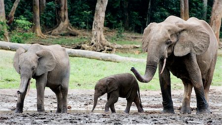 simsearch:400-04226098,k - Family of forest Elephants. The African Forest Elephant (Loxodonta cyclotis) is a forest dwelling elephant of the Congo Basin. Stock Photo - Budget Royalty-Free & Subscription, Code: 400-04226099