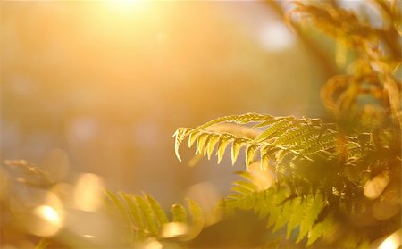 fresh world leaf - leaf in forest with sunshine Photographie de stock - Aubaine LD & Abonnement, Code: 400-04226173