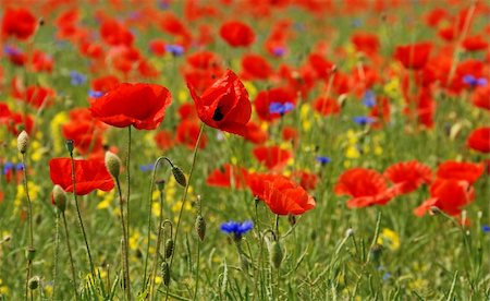 simsearch:400-04751722,k - Poppies like on a painting oh claude monet Stock Photo - Budget Royalty-Free & Subscription, Code: 400-04226493