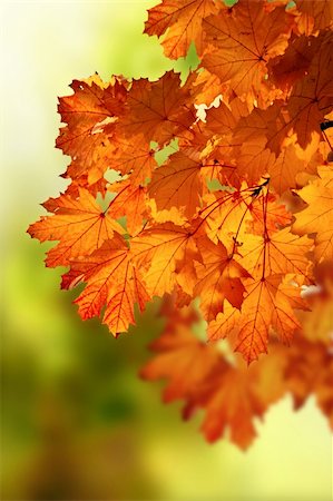 shantishanti (artist) - maple autumn branch Stockbilder - Microstock & Abonnement, Bildnummer: 400-04226529