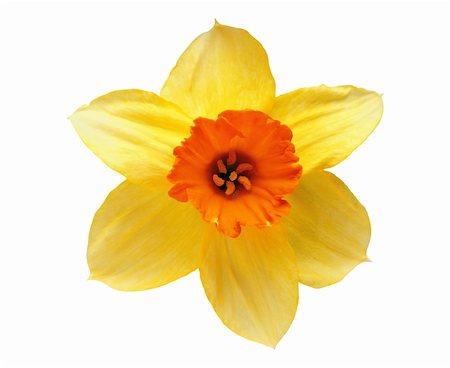 field of daffodil pictures - Studio Shot of Yellow and Orange Colored Daffodil Isolated on White Background Stock Photo - Budget Royalty-Free & Subscription, Code: 400-04226569