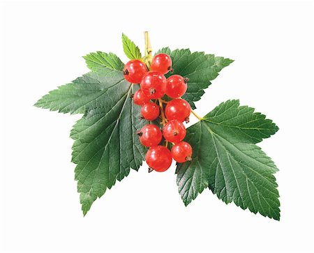 simsearch:400-05344250,k - Fresh red currant isolated on white background Foto de stock - Super Valor sin royalties y Suscripción, Código: 400-04226561