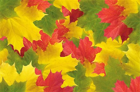 simsearch:400-07255480,k - Autumn leaves background Stock Photo - Budget Royalty-Free & Subscription, Code: 400-04226578
