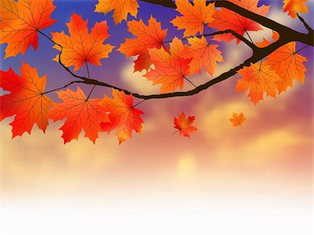 Orange leafs of Maple On Sunset. EPS 8 vector file included Stock Photo - Budget Royalty-Free & Subscription, Code: 400-04226729