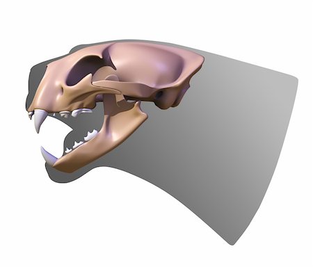 felis concolor - Skull of a cougar on the silhouette of the head cougar. Stock Photo - Budget Royalty-Free & Subscription, Code: 400-04226747