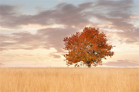 fields gold sunset - Lonely tree in a field in autumn Stock Photo - Budget Royalty-Free & Subscription, Code: 400-04226742
