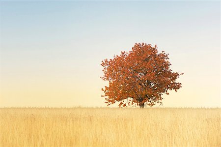 fields gold sunset - Tree in autumn with beautiful sky Stock Photo - Budget Royalty-Free & Subscription, Code: 400-04226743