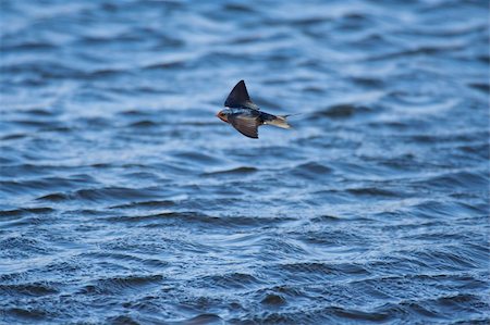 simsearch:400-08980734,k - Swallow flying above the water Photographie de stock - Aubaine LD & Abonnement, Code: 400-04226866