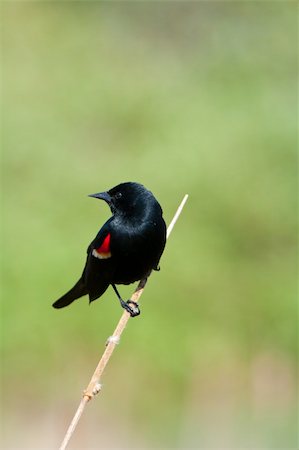 Red-winged Blackbird (Agelaius phoeniceus) perched on a cattail Photographie de stock - Aubaine LD & Abonnement, Code: 400-04226867