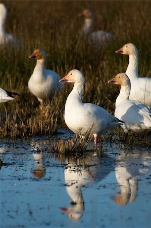 Snow geese (Chen caerulescens) on a field Stock Photo - Budget Royalty-Free & Subscription, Code: 400-04226862