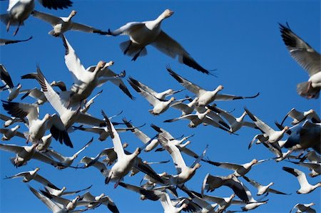 Flock of snow geese (Chen caerulescens) flying Stock Photo - Budget Royalty-Free & Subscription, Code: 400-04226874