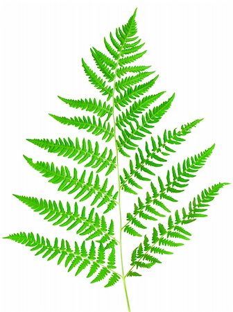 young green fern leaf against white background Fotografie stock - Microstock e Abbonamento, Codice: 400-04226889