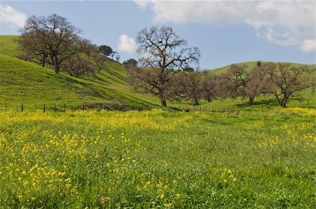 Green hills & wildflowers along Pacheco Pass, Hollister, California Foto de stock - Super Valor sin royalties y Suscripción, Código: 400-04226898