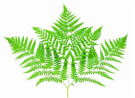 young green fern leaf against white background Fotografie stock - Microstock e Abbonamento, Codice: 400-04226890