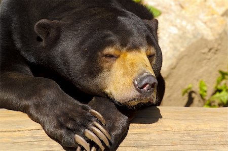 simsearch:400-04525926,k - Sun bear also known as a Malaysian bear (Helarctos malayanus) Fotografie stock - Microstock e Abbonamento, Codice: 400-04226987