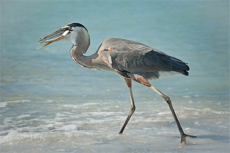 A Great Blue Heron with a fish in its mouth walking in the shallow waters of a Gulf Coast Florida beach. Stock Photo - Budget Royalty-Free & Subscription, Code: 400-04227170