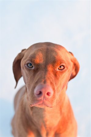 simsearch:400-04271926,k - A close-up shot of a female Vizsla dog in a snowy field. Stock Photo - Budget Royalty-Free & Subscription, Code: 400-04227180