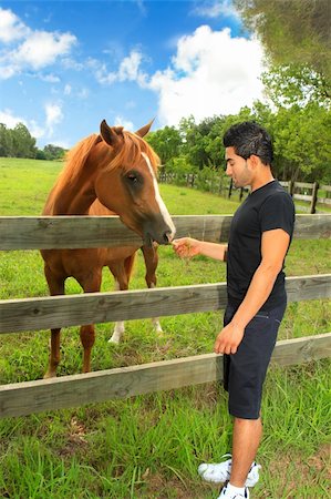 simsearch:832-03640078,k - A man feeding a horse in a rural field in the countryside. Stockbilder - Microstock & Abonnement, Bildnummer: 400-04227294