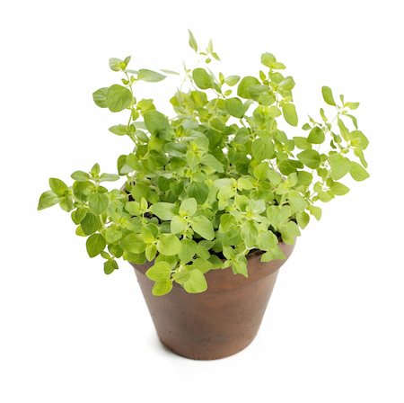 potted herbs - Potted oregano herb isolated on white with natural shadow. Stock Photo - Budget Royalty-Free & Subscription, Code: 400-04227335