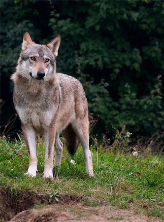 wolf serbia.  The wolf (Canis lupus) is the largest species among the representatives of the genus Canis, body size varies widely, depending on the region concerned, and can amount to 60 kg in weight. Stock Photo - Budget Royalty-Free & Subscription, Code: 400-04227506