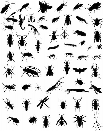 collection of 60 bugs - vector Photographie de stock - Aubaine LD & Abonnement, Code: 400-04227759