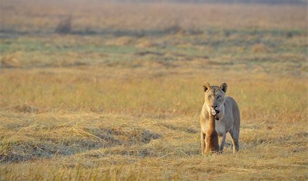 surz (artist) - A lioness with new-born antelope prey. The lioness goes on savanna and bears the killed kid of an antelope. A yellow grass. The morning sun. Photographie de stock - Aubaine LD & Abonnement, Code: 400-04227781