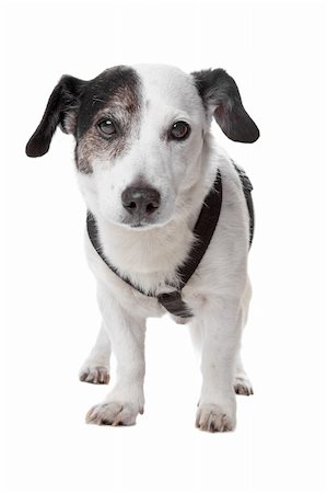 simsearch:400-05713947,k - jack russel terrier isolated on a white background Stock Photo - Budget Royalty-Free & Subscription, Code: 400-04227799