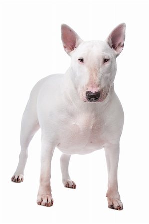 small to big dogs - Bull terrier isolated on a white background Photographie de stock - Aubaine LD & Abonnement, Code: 400-04227790