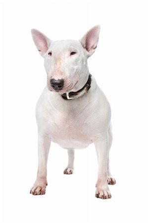 small to big dogs - Bull terrier isolated on a white background Foto de stock - Super Valor sin royalties y Suscripción, Código: 400-04227791