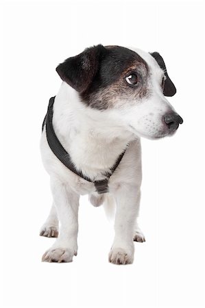 simsearch:400-04185240,k - jack russel terrier isolated on a white background Stock Photo - Budget Royalty-Free & Subscription, Code: 400-04227800